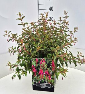 Fuchsia 'Riccartonii' P9 - afbeelding 5