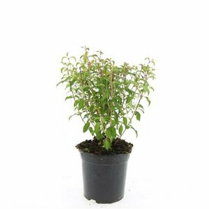 Fuchsia 'Riccartonii' P9 - afbeelding 11