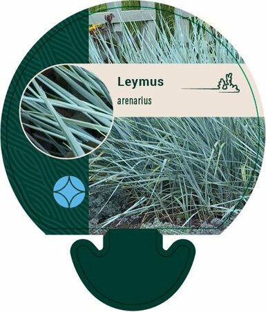 Leymus arenarius P9 - afbeelding 2