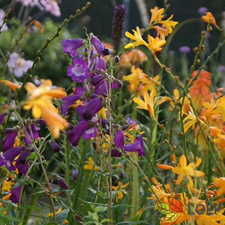 Penstemon 'Purple Passion' P9 - afbeelding 1
