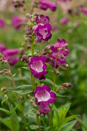 Penstemon 'Purple Passion' P9 - afbeelding 3