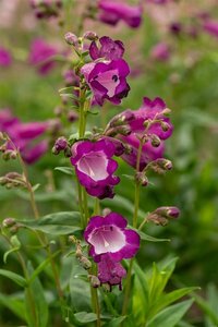 Penstemon 'Purple Passion' P9 - afbeelding 3