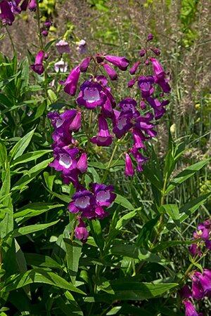 Penstemon 'Purple Passion' P9 - afbeelding 4