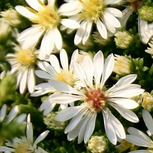 Aster ericoides 'Snowflurry' P9 - afbeelding 2