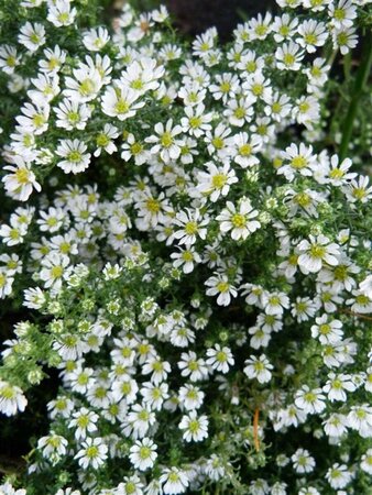 Aster ericoides 'Snowflurry' P9 - afbeelding 1