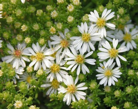 Aster ericoides 'Snowflurry' P9 - afbeelding 3