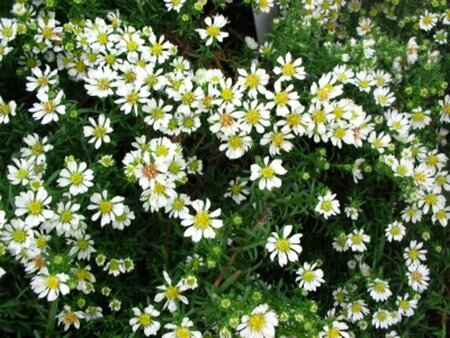 Aster ericoides 'Snowflurry' P9 - afbeelding 4