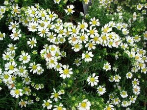 Aster ericoides 'Snowflurry' P9 - afbeelding 4
