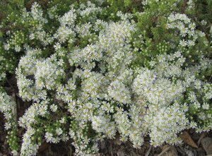 Aster ericoides 'Snowflurry' P9 - afbeelding 5