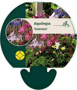Aquilegia 'Biedermeier' P9 - afbeelding 2