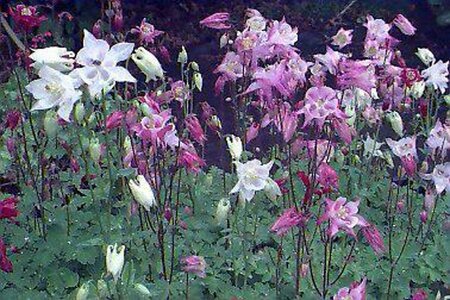Aquilegia 'Biedermeier' P9 - afbeelding 1
