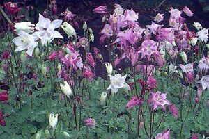 Aquilegia 'Biedermeier' P9