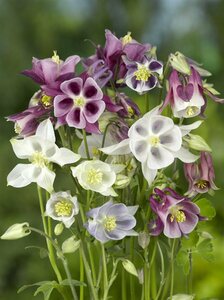 Aquilegia 'Biedermeier' P9 - afbeelding 3