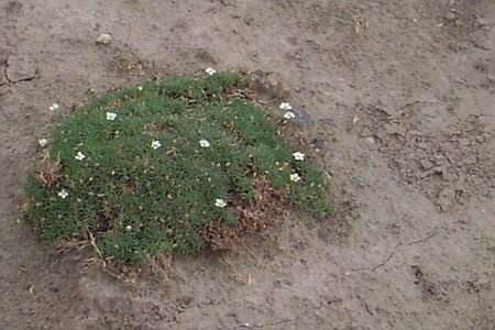 Sagina subulata P9 - afbeelding 1