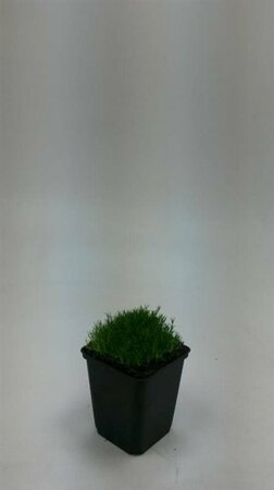 Sagina subulata P9 - afbeelding 9