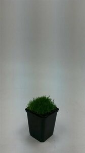 Sagina subulata P9 - afbeelding 9