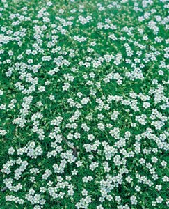 Sagina subulata P9 - afbeelding 4