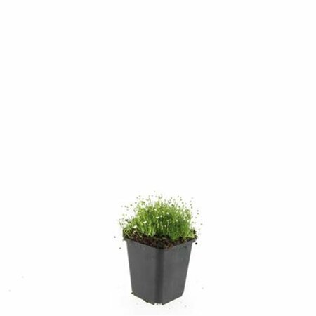 Sagina subulata P9 - afbeelding 13