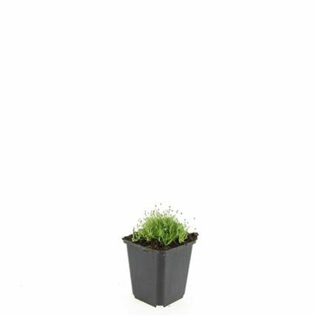 Sagina subulata P9 - afbeelding 12