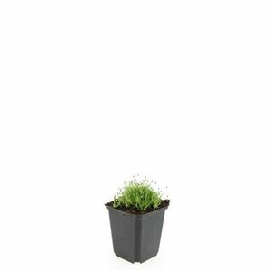 Sagina subulata P9 - afbeelding 12