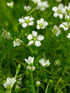 Sagina subulata P9 - afbeelding 3