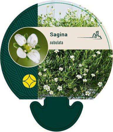 Sagina subulata P9 - afbeelding 15