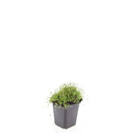 Sagina subulata P9 - afbeelding 5