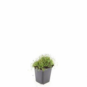Sagina subulata P9 - afbeelding 5