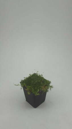 Sagina subulata P9 - afbeelding 7