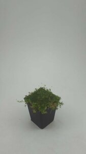 Sagina subulata P9 - afbeelding 7