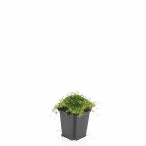Sagina subulata P9 - afbeelding 10