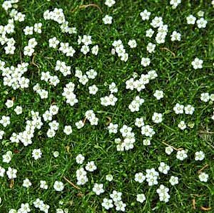 Sagina subulata P9 - afbeelding 2