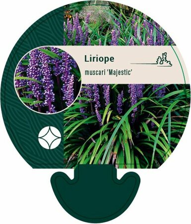 Liriope muscari 'Majestic' P9 - afbeelding 4