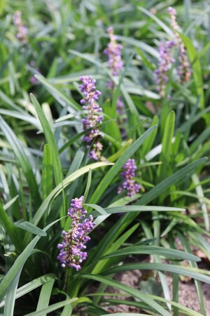 Liriope muscari 'Majestic' P9 - afbeelding 2