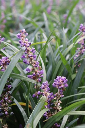 Liriope muscari 'Majestic' P9 - afbeelding 3