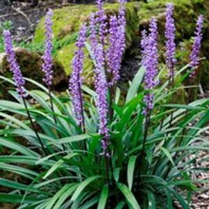 Liriope muscari 'Majestic' P9 - afbeelding 2