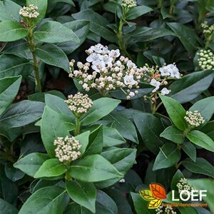 Viburnum tinus 'Eve Price'