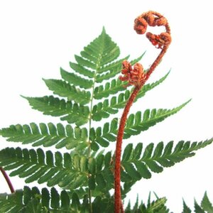 Dryopteris erythrosora 'Brilliance' C2