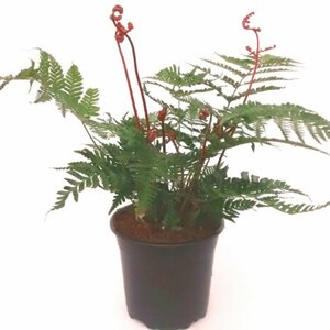 Dryopteris erythrosora 'Brilliance' C2 - afbeelding 3