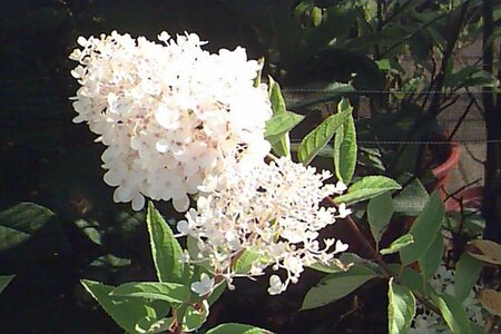 Hydrangea paniculata 'Grandiflora'
