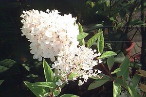 Hydrangea paniculata 'Grandiflora' C7.5