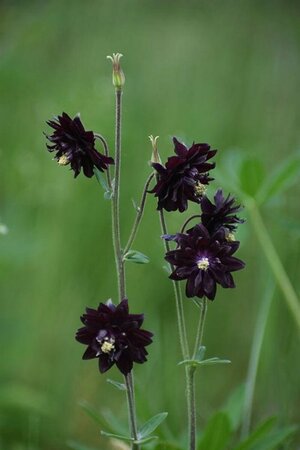 Aquilegia vulgaris 'Black Barlow' P9 - afbeelding 2