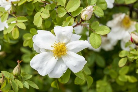 Rosa spinosissima 40/50 C.