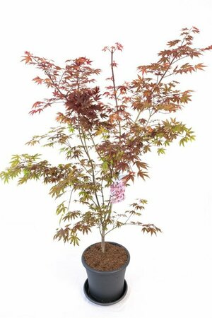 Acer palmatum 'Atropurpureum' - afbeelding 3