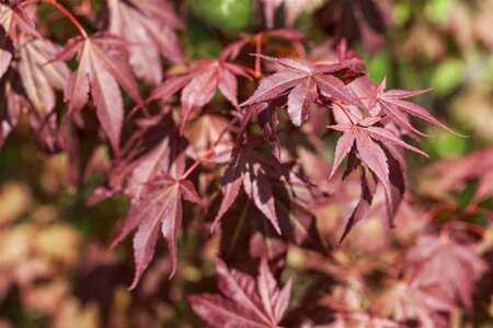 Acer palmatum 'Atropurpureum' - afbeelding 1