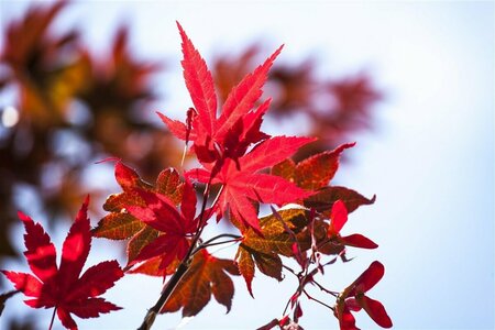 Acer palmatum 'Atropurpureum' - afbeelding 2