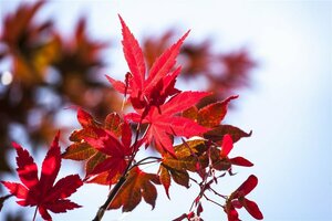 Acer palmatum 'Atropurpureum' - afbeelding 2
