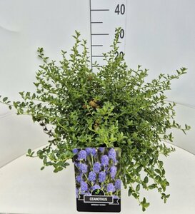 Ceanothus thyrsiflorus repens - afbeelding 3