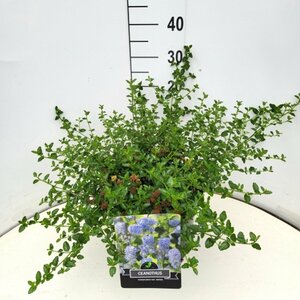 Ceanothus thyrsiflorus repens - afbeelding 4
