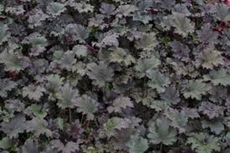 Heuchera 'Binoche' P9 - afbeelding 4